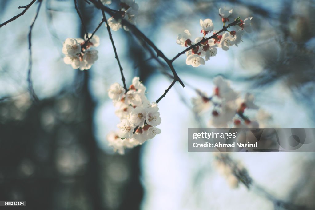 White sakura