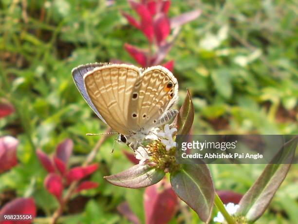 a beautiful species of butterfly - pai stock-fotos und bilder