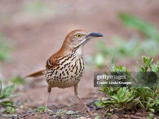 brown thrasher - thrasher stock pictures, royalty-free photos & images