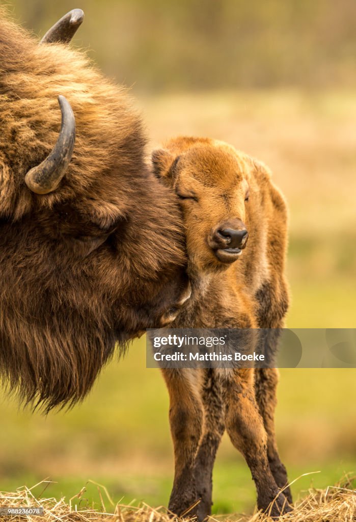 A bison grooming its calf in a field.