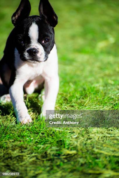 carlos - boston terrier - terrier boston stock pictures, royalty-free photos & images