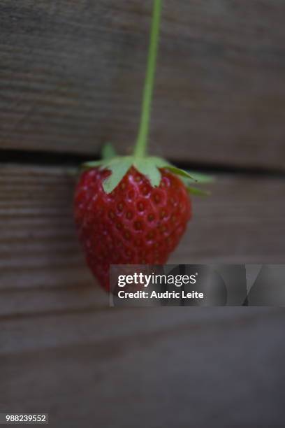 fraise/strawberry - fraise stock-fotos und bilder