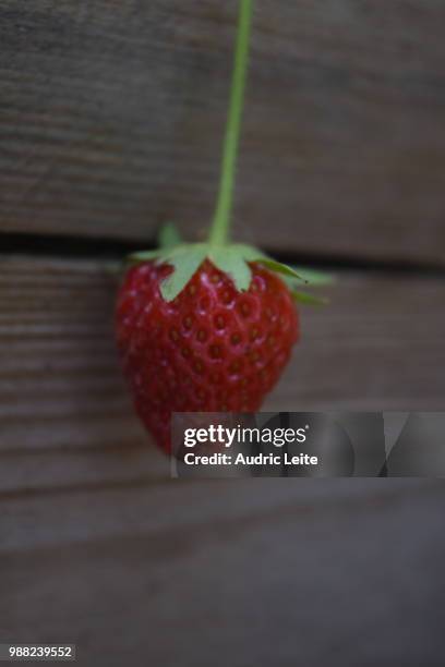 fraise/strawberry - fraise bildbanksfoton och bilder