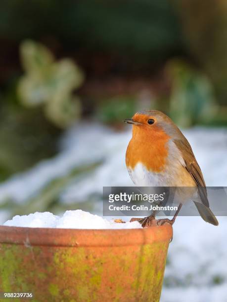 robin on plant pot - pot plant stock pictures, royalty-free photos & images
