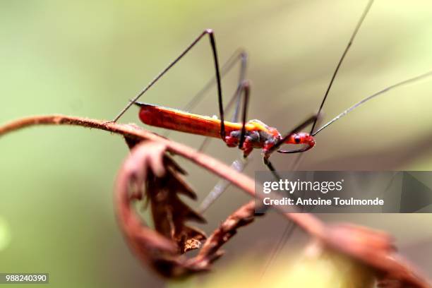 the predator. - succhiare il sangue foto e immagini stock
