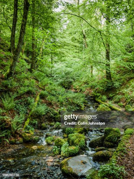 teesdale woodland - teesdale stock-fotos und bilder