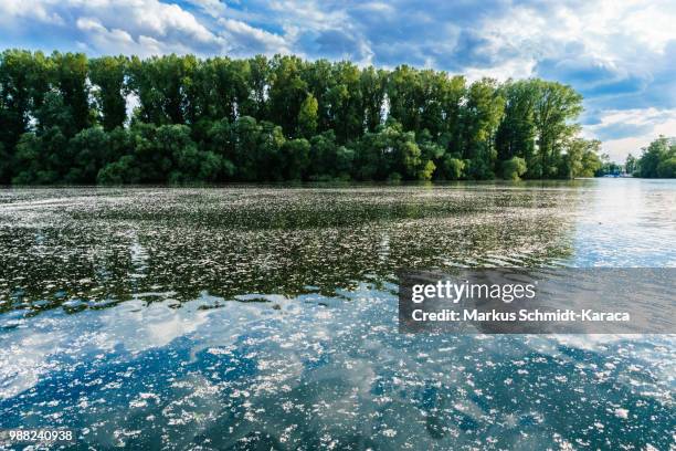 summer snow - markus schmidt stock pictures, royalty-free photos & images