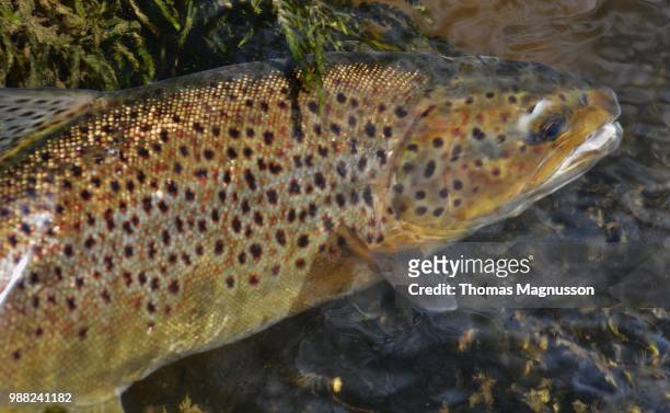 dsc_8678.jpg - brown trout stock pictures, royalty-free photos & images