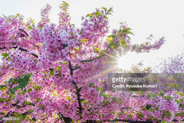 forward spring - spring forward stock pictures, royalty-free photos & images