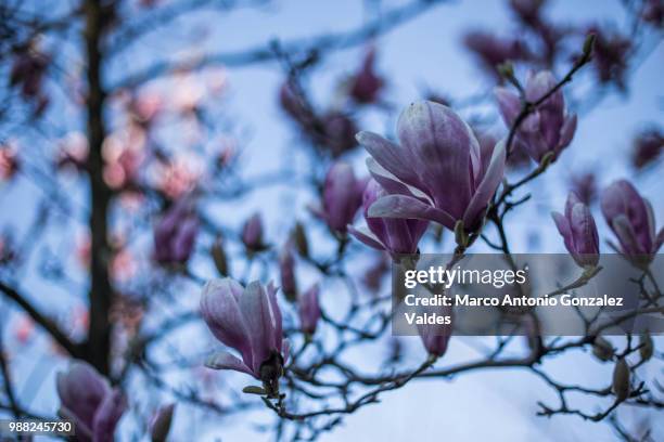 bienvenida a casa primavera (welcome home spring) - bienvenida stockfoto's en -beelden