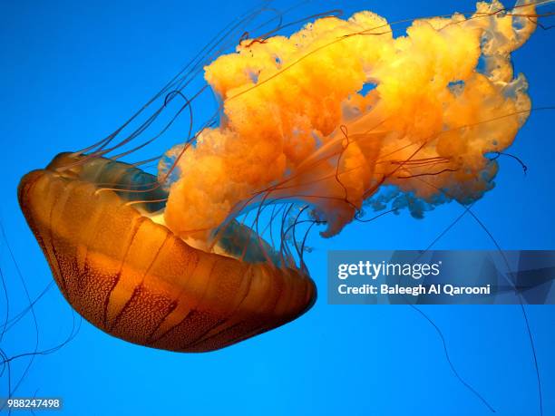 pacific sea nettle (chrysaora fuscescens) underwater - urticaceae fotografías e imágenes de stock