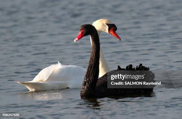 black and white - black swans stock pictures, royalty-free photos & images