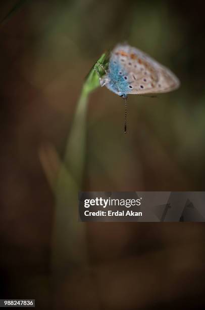 butterfly - akan stock-fotos und bilder