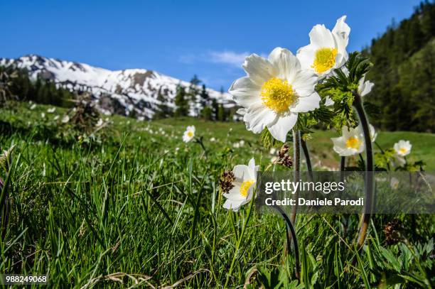 pulsatilla alpina in val thuras fields - pulsatilla alpina stock pictures, royalty-free photos & images