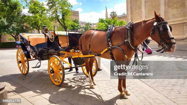 caballo - horsedrawn bildbanksfoton och bilder