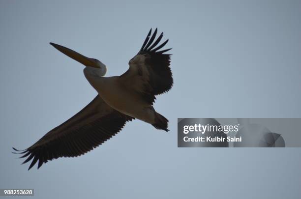 fedara near bhavnagar, gujarat, india - cape vulture stock pictures, royalty-free photos & images