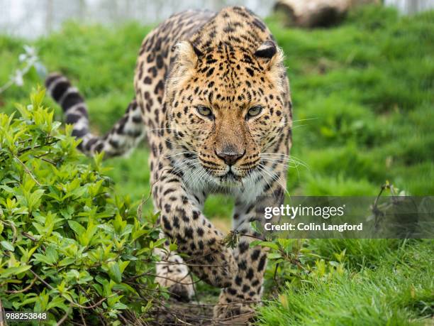 an amur leopard on the prowl. - amur leopard stock pictures, royalty-free photos & images