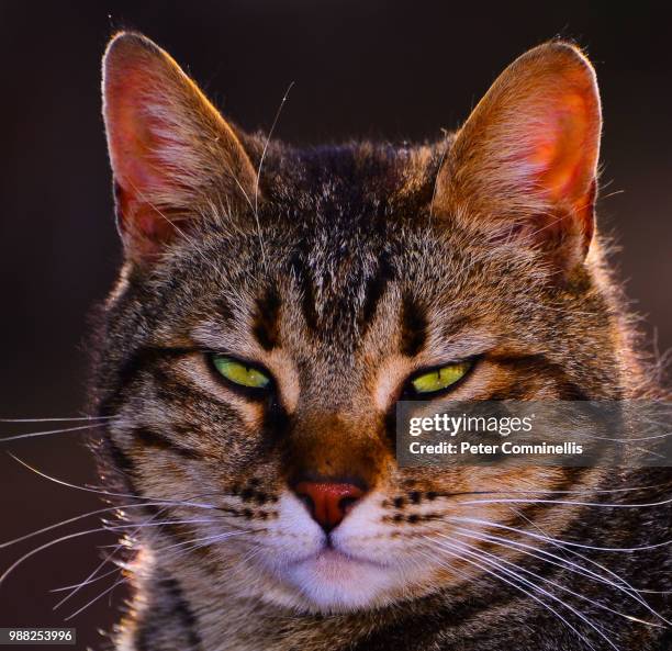the squinch - squinch stock pictures, royalty-free photos & images