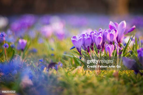 spring flowers - krokus iris familie stockfoto's en -beelden