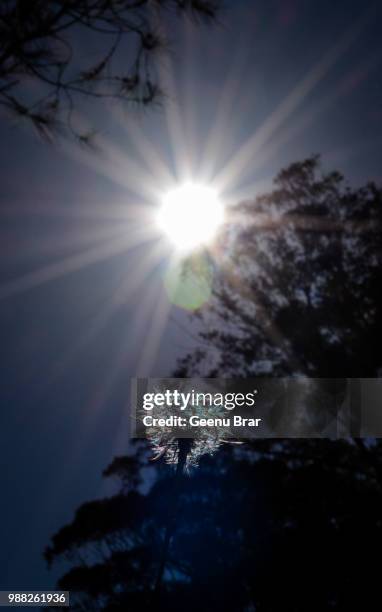 dandelion blue - bror stock pictures, royalty-free photos & images