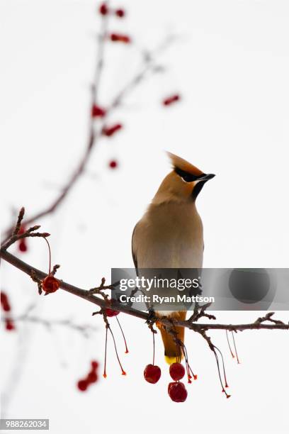 perched - cedar waxwing stockfoto's en -beelden