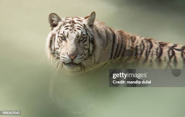 a white bengal tiger swimming. - indian tigers stock pictures, royalty-free photos & images