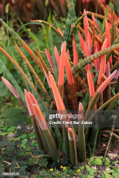 sansevieria cylindrica - orange - sansevieria cylindrica stock-fotos und bilder