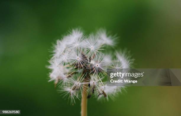 dandelion - wange an wange stock pictures, royalty-free photos & images