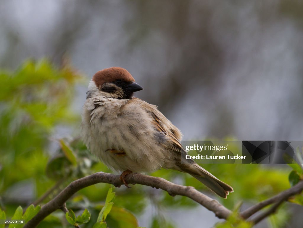Tree Sparrow - Passer montanus
