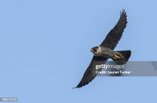 peregrine falcon - falco peregrinus - peregrine falcon stock pictures, royalty-free photos & images