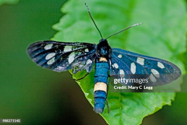 nine-spot moth, amata phegea. nine-spotted moth, 9spot - amata phegea stock pictures, royalty-free photos & images