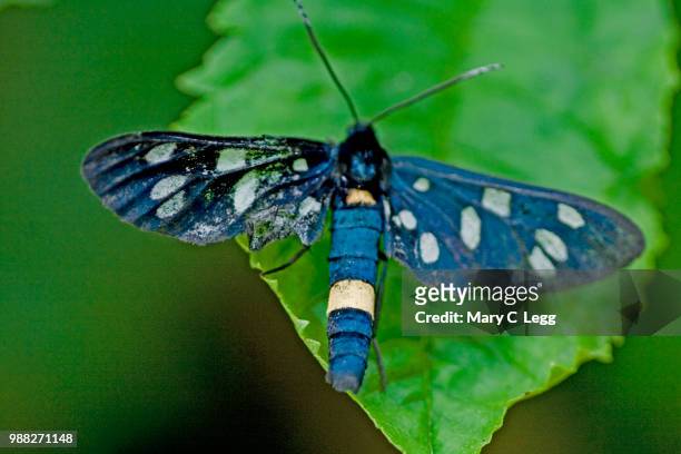 nine-spot moth, amata phegea. nine-spotted moth, 9spot - nine spotted moth stock pictures, royalty-free photos & images