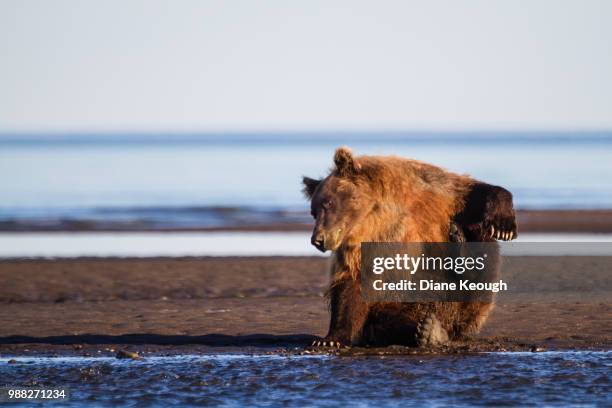 adult grizzly bear sitting on the edge of the river facing the camera and scratching her belly with back leg and resting on one paw. turned slightly to the left. lit by late afternoon sun. clear would sky behind her and water in the foreground - water bear stock pictures, royalty-free photos & images