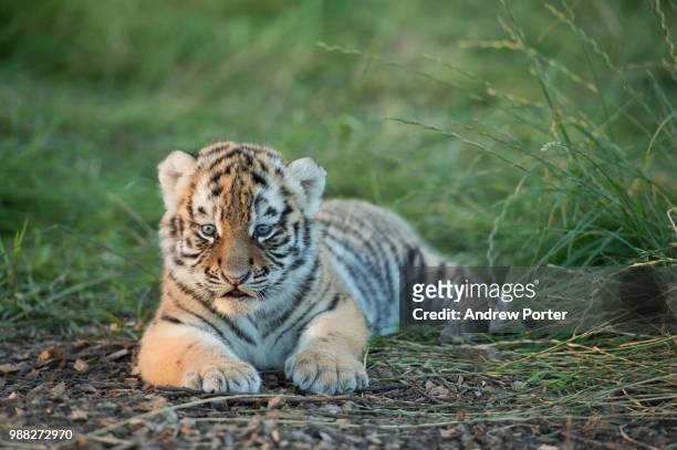 a safe distance - tiger cub - fotografias e filmes do acervo