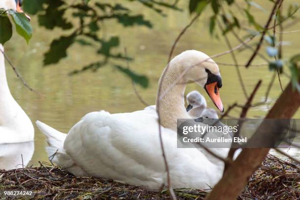 Mini Swans 936 Little Swans Stock Photos, High-Res Pictures, and Images - Getty Images