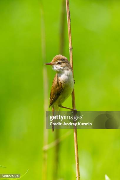 blyth's reed warbler - blyth stock pictures, royalty-free photos & images