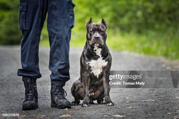 argo - strong pitbull stock pictures, royalty-free photos & images