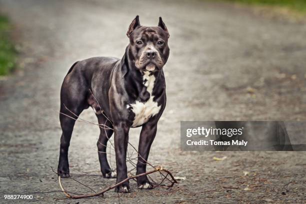 argo - pit bull terrier - fotografias e filmes do acervo