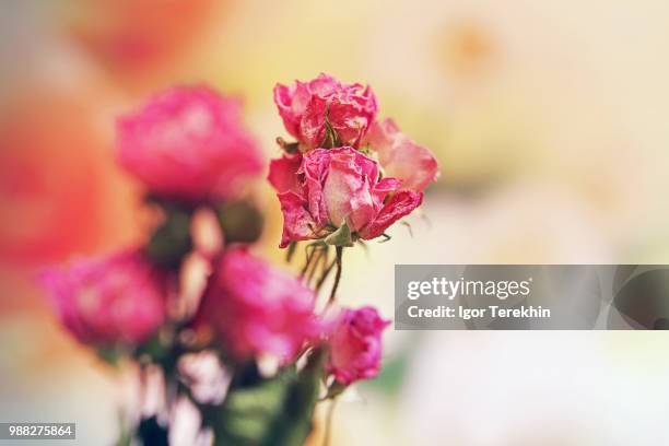 roses morte - morte stockfoto's en -beelden