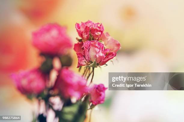 roses morte - morte stock pictures, royalty-free photos & images