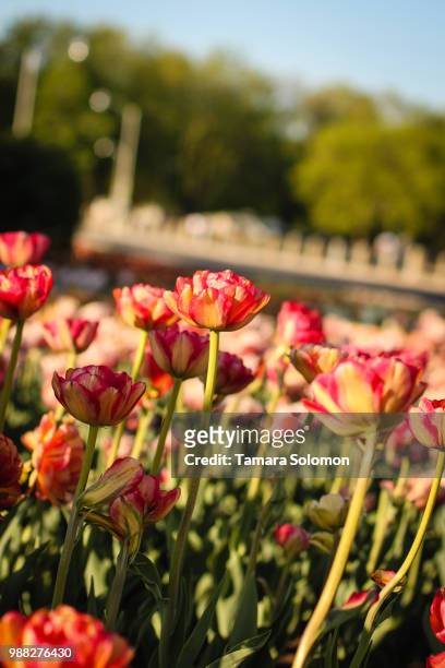ottawa tulips - ottawa tulips stock pictures, royalty-free photos & images