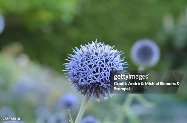 great globe thistle - globe thistle stock pictures, royalty-free photos & images