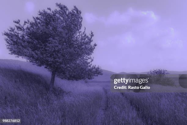 the tree and the meadow - rasto stock-fotos und bilder