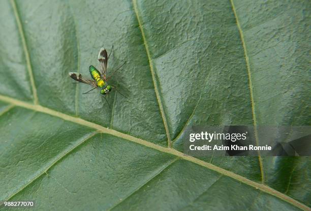 dolichopodidae genus fly - dolichopodidae stock pictures, royalty-free photos & images