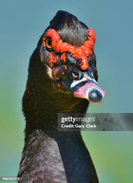 dsc_5172.jpg - muscovy duck stock pictures, royalty-free photos & images