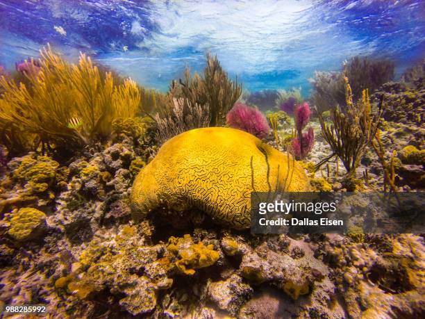 the great blue underworld - brain coral stock pictures, royalty-free photos & images