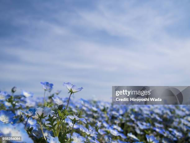 nemophila - nemophila stock pictures, royalty-free photos & images