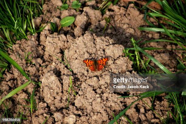 comma butterfly - comma butterfly stock pictures, royalty-free photos & images