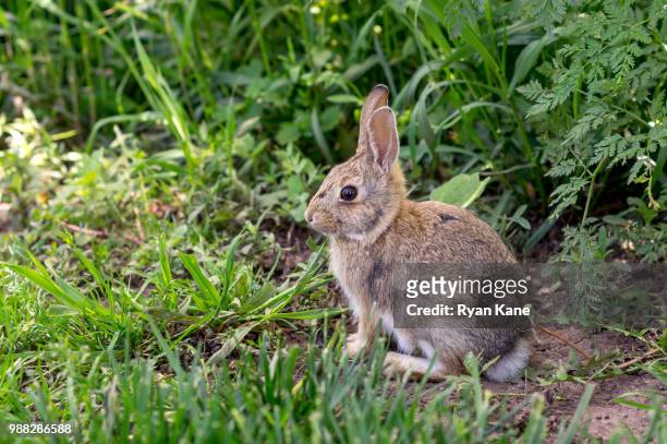 bunny! - cottontail stock pictures, royalty-free photos & images