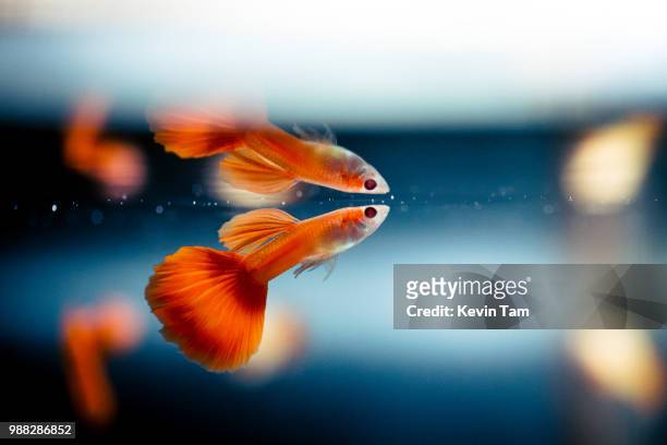 134 Guppy Fish Photos and Premium High Res Pictures - Getty Images